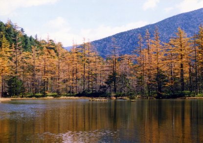 大正池　カラマツの黄葉