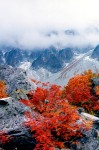 初冠雪の穂高 ナナカマドの紅葉 撮影地：涸沢