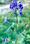 槍沢の高山植物